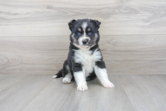 Sweet Pomsky Baby