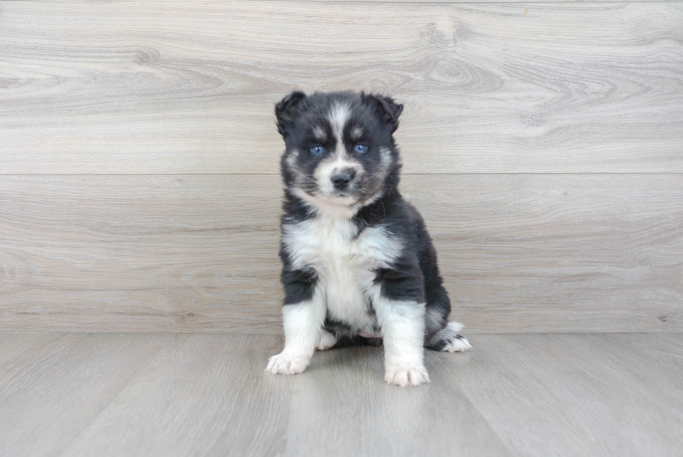 Happy Pomsky Baby