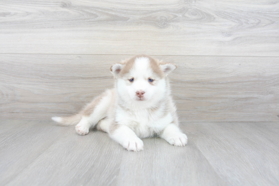 Pomsky Pup Being Cute