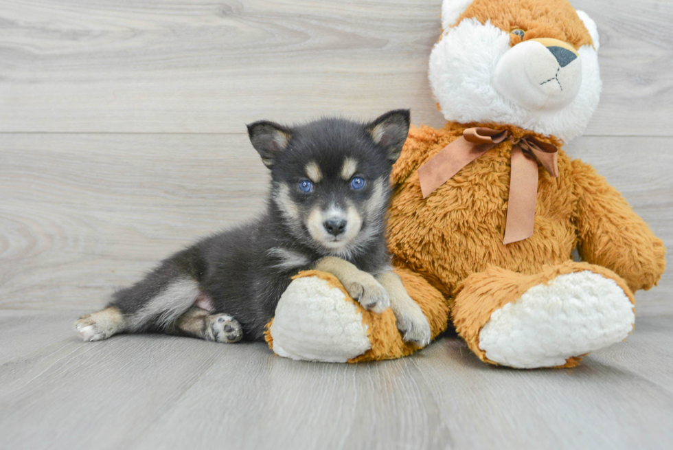 Happy Pomsky Baby