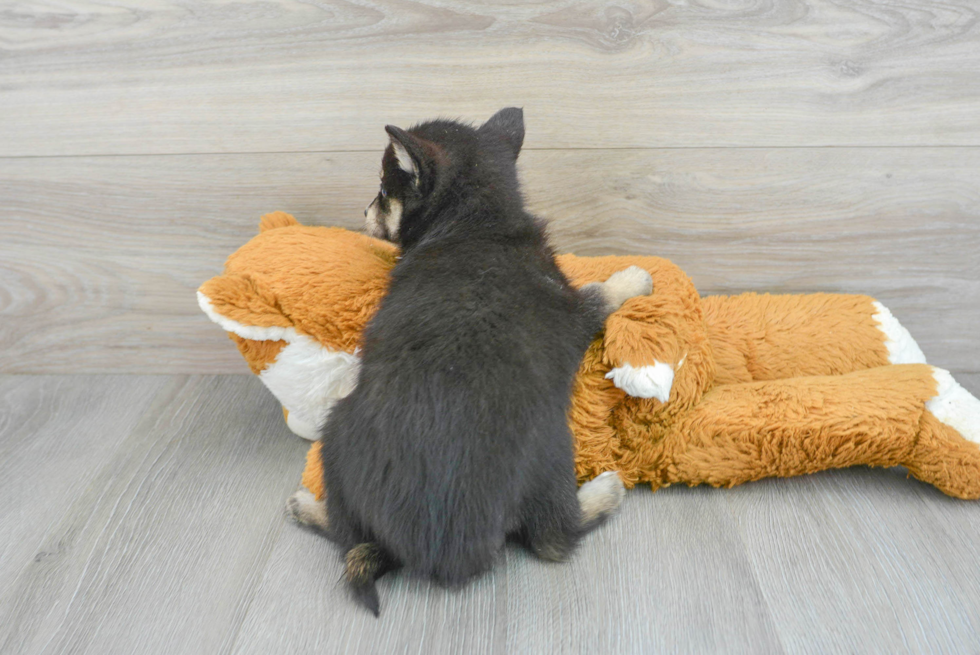 Pomsky Pup Being Cute