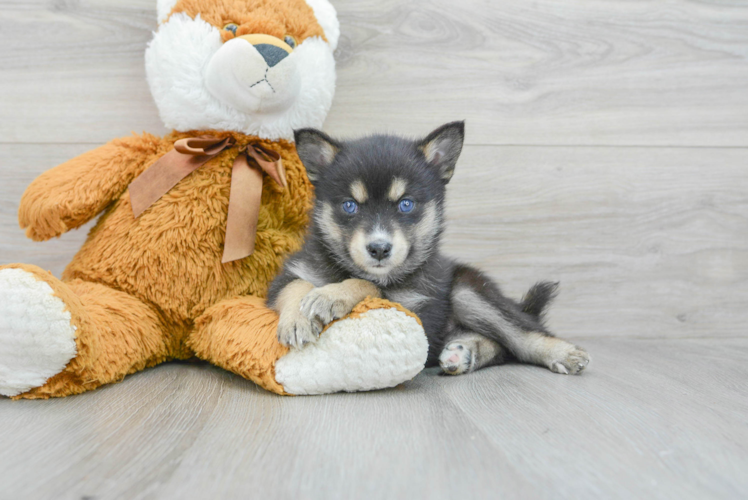 Pomsky Puppy for Adoption