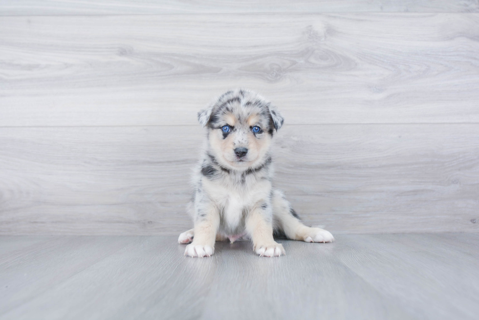 Pomsky Pup Being Cute