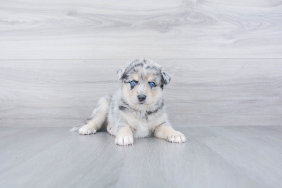 Pomsky Pup Being Cute