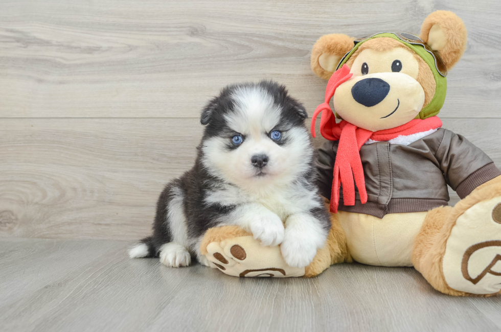 5 week old Pomsky Puppy For Sale - Premier Pups