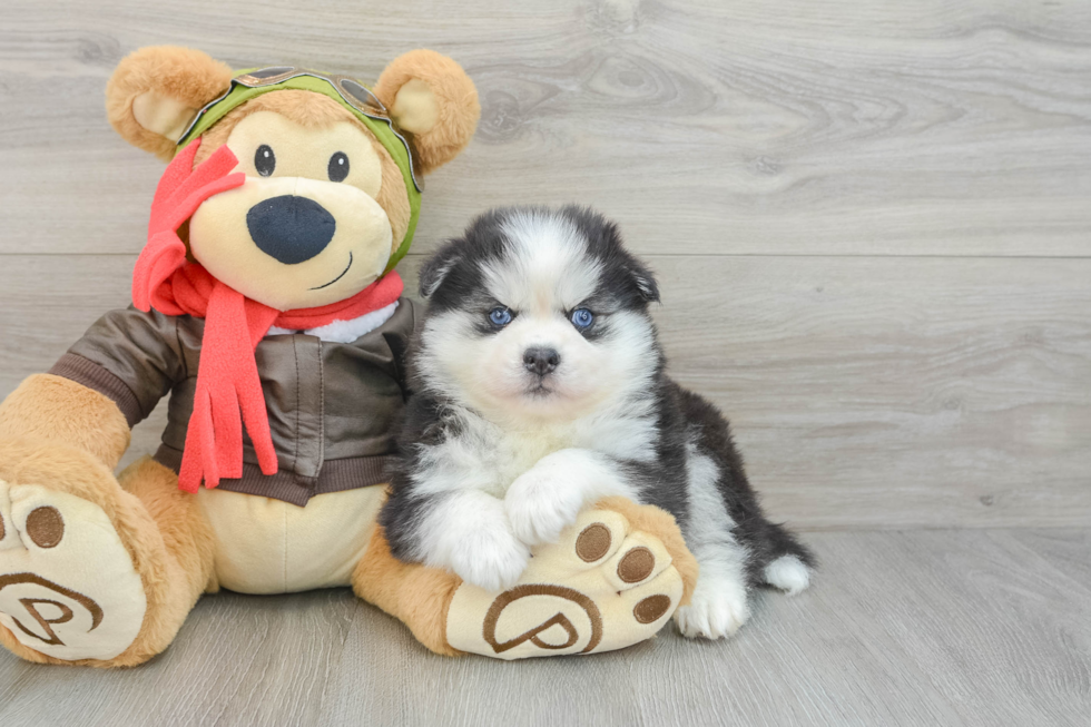 Cute Pomsky Baby