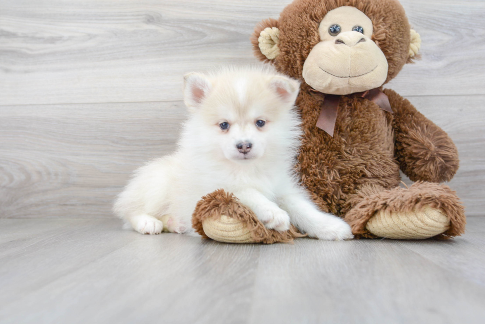 Best Pomsky Baby
