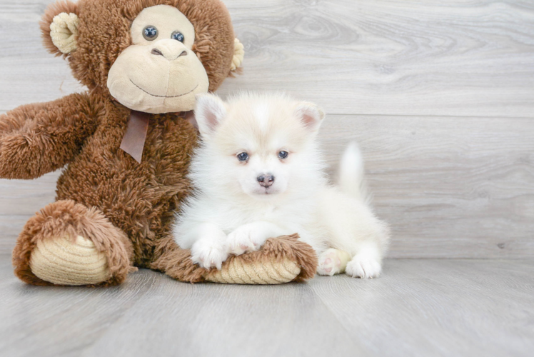 Cute Pomsky Baby