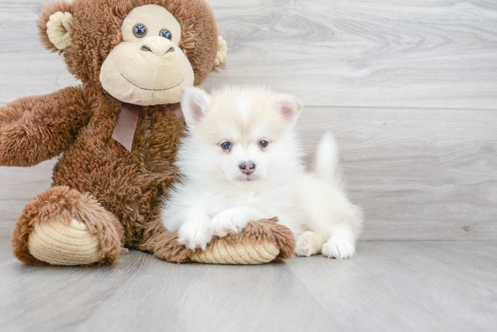 Cute Pomsky Baby
