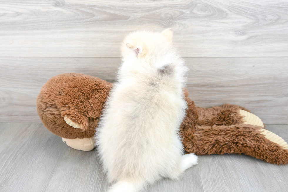 Cute Mini Husky Designer Puppy