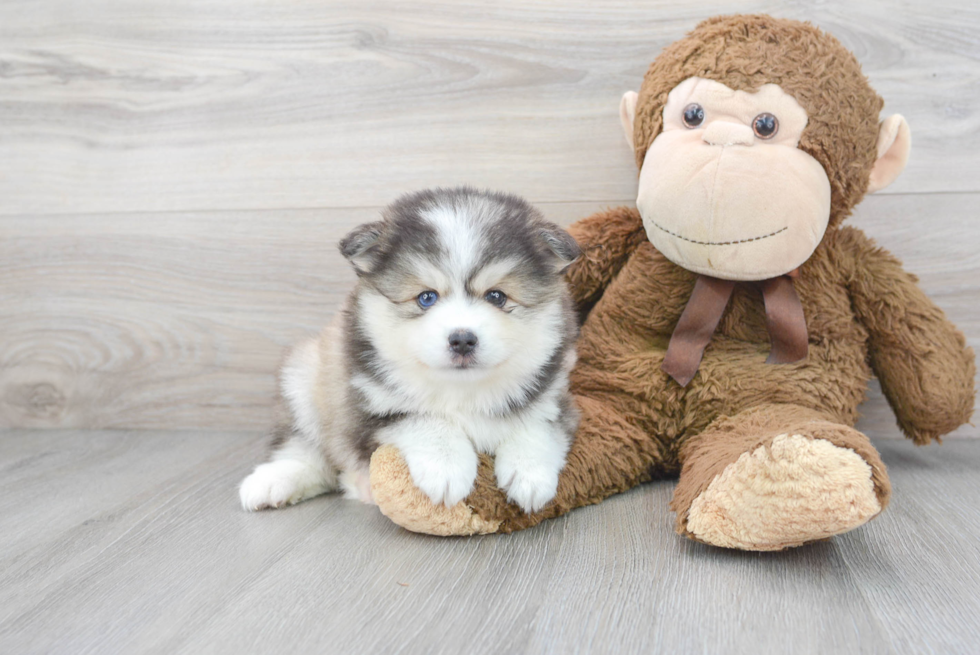 Energetic Mini Husky Designer Puppy