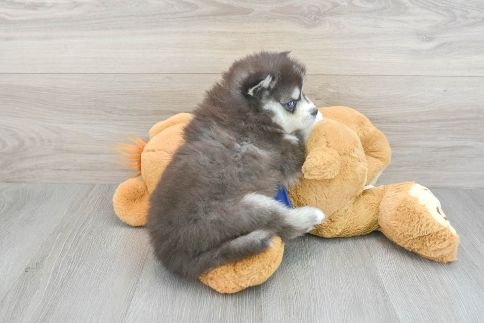 Pomsky Pup Being Cute