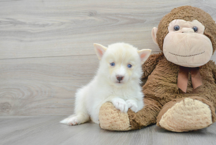 Adorable Mini Husky Designer Puppy