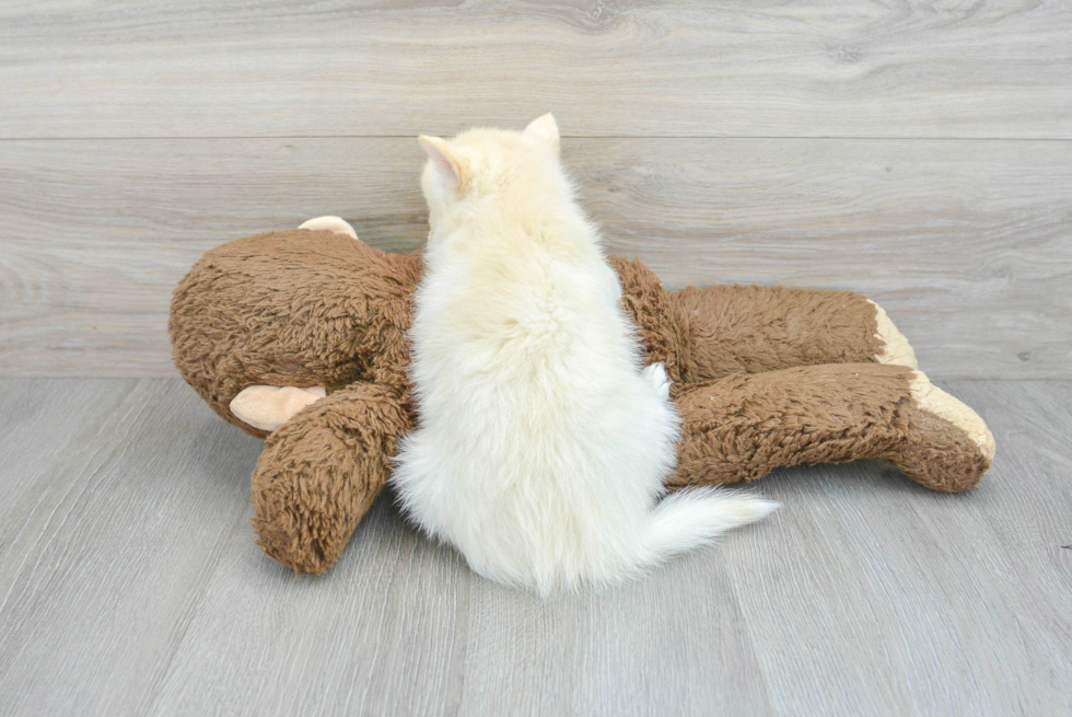 Pomsky Pup Being Cute
