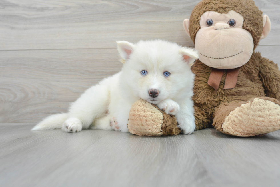 Happy Pomsky Baby