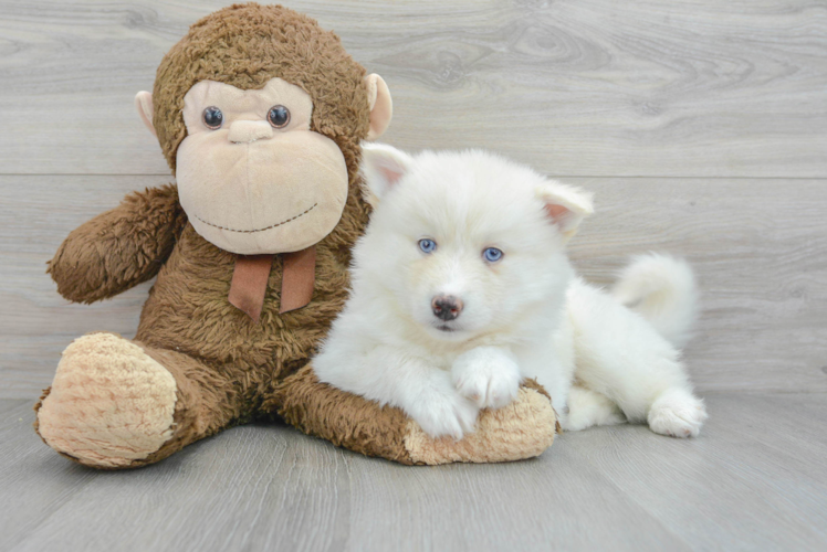 Cute Pomsky Baby