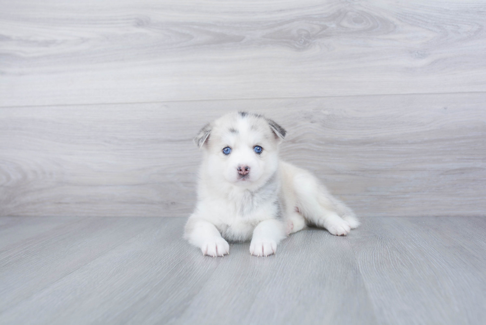 Friendly Pomsky Baby