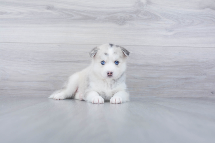 Hypoallergenic Mini Husky Designer Puppy