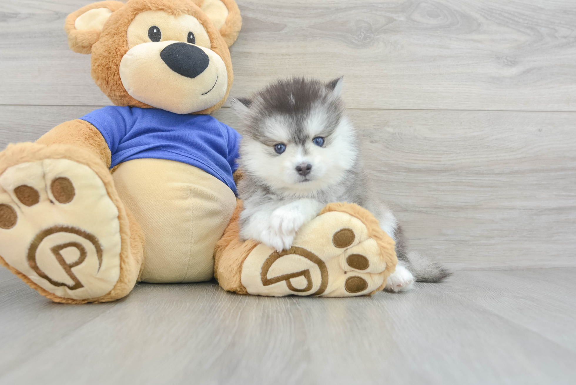 Hypoallergenic Pomsky Julie: 2lb 13oz Designer Puppy