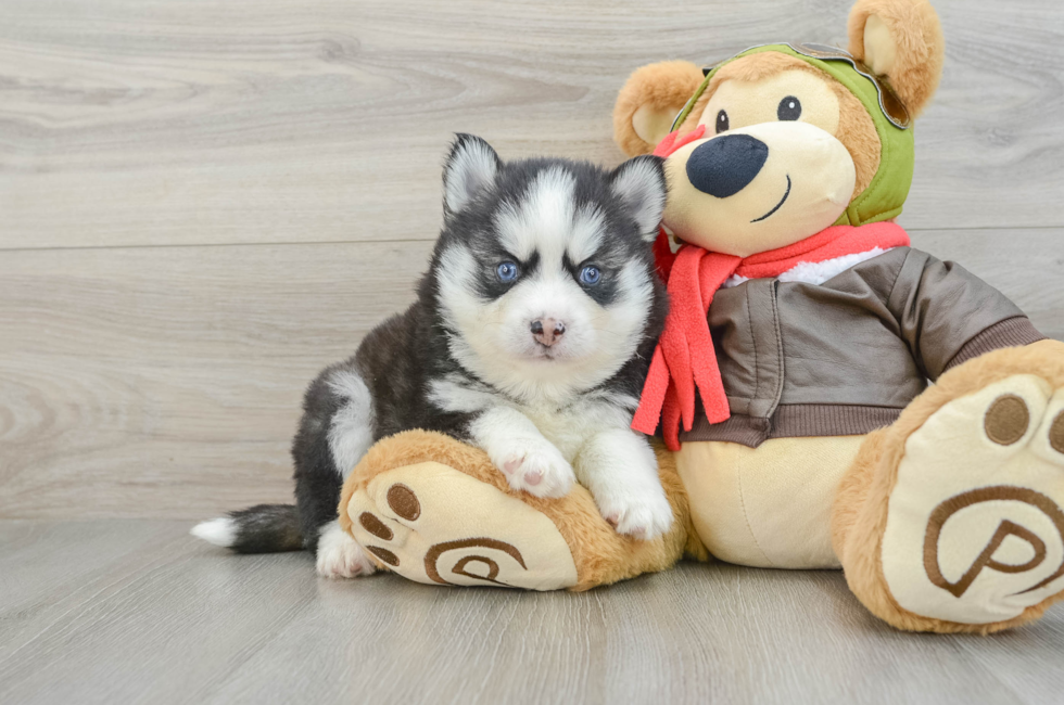 5 week old Pomsky Puppy For Sale - Premier Pups