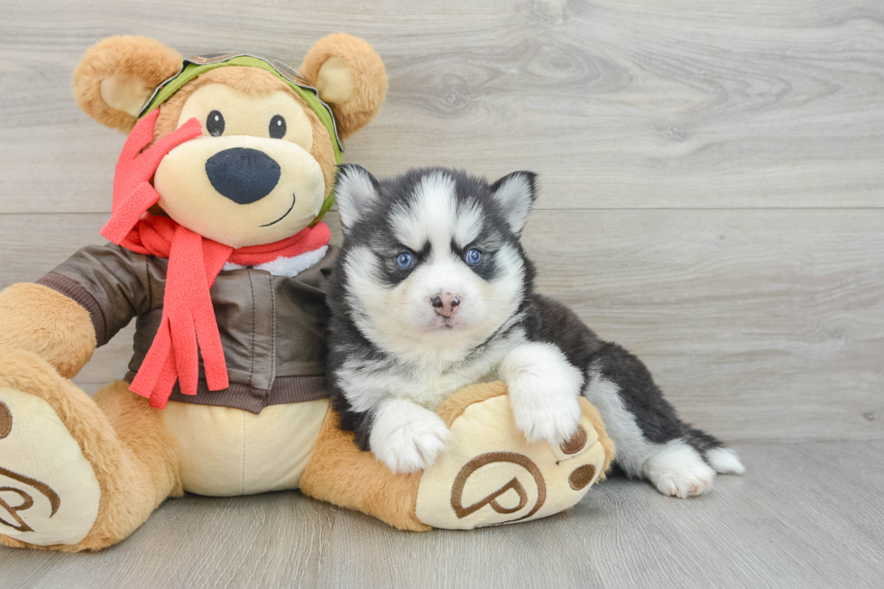 Pomsky Pup Being Cute