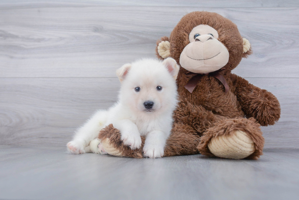 Pomsky Pup Being Cute