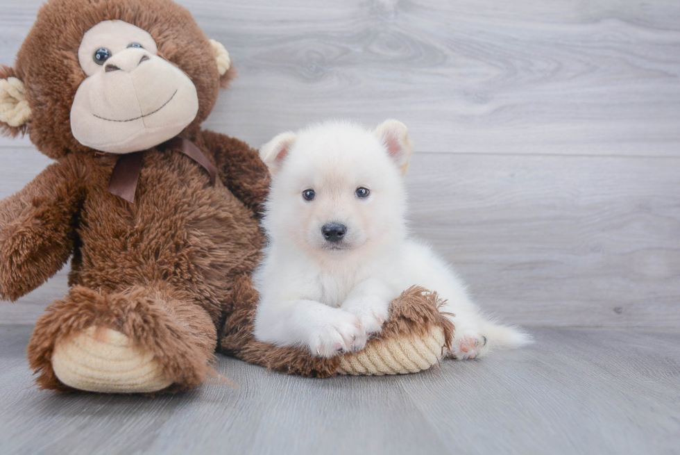 Smart Pomsky Designer Pup