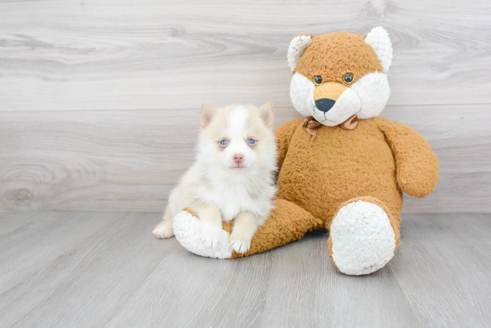 Pomsky Pup Being Cute