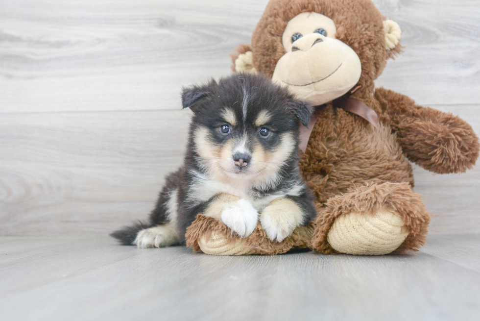 Pomsky Pup Being Cute