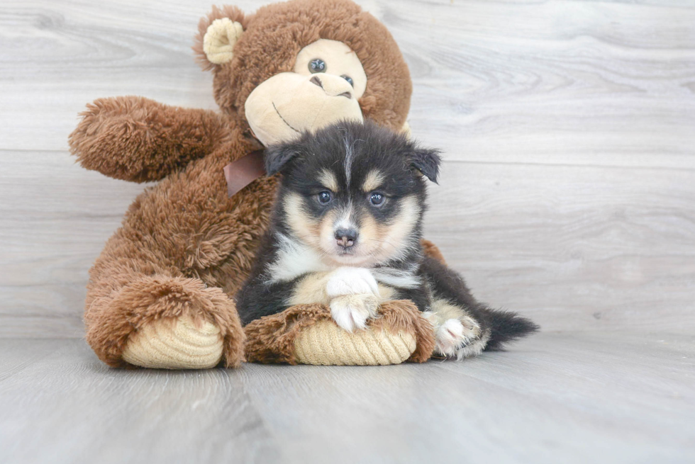 Sweet Pomsky Baby