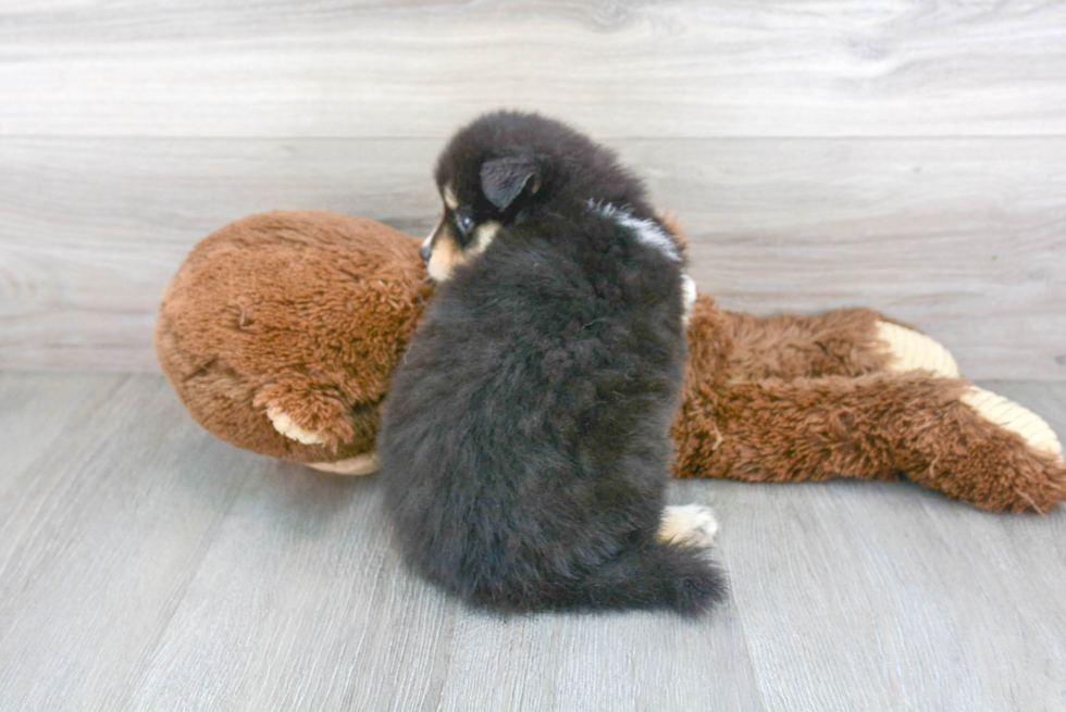 Best Pomsky Baby