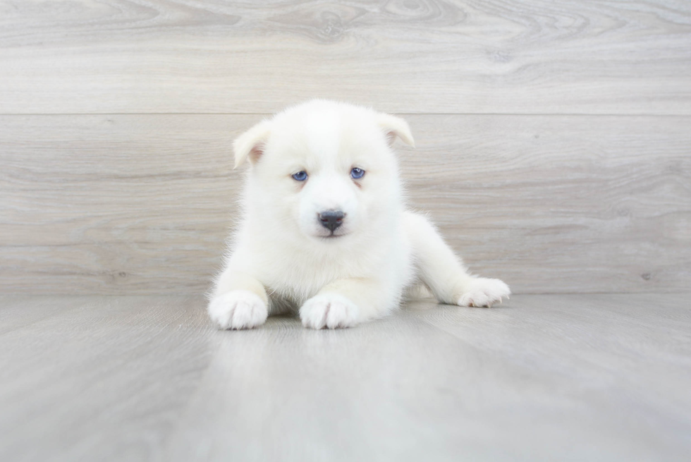 Pomsky Pup Being Cute