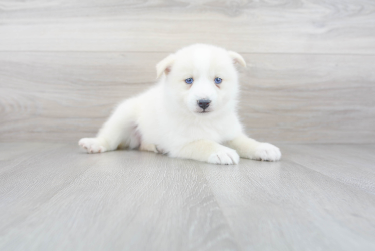 Cute Pomsky Baby