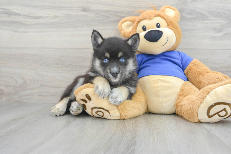 Pomsky Puppy for Adoption