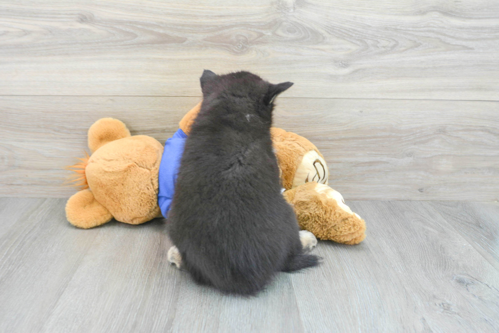 Pomsky Pup Being Cute