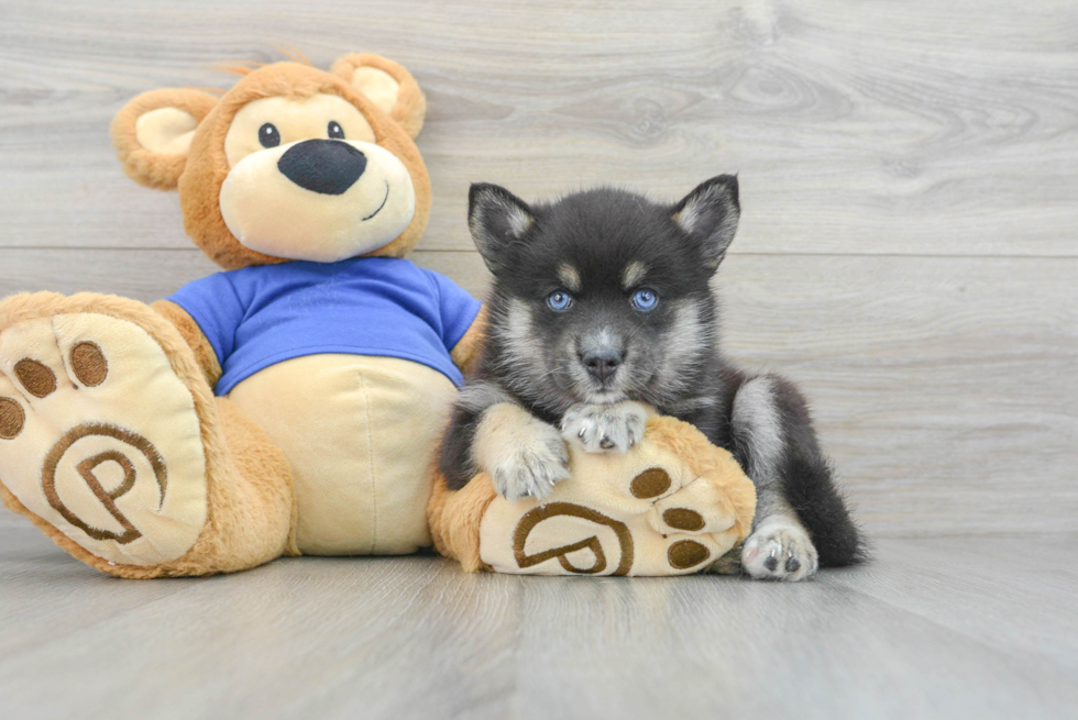 Best Pomsky Baby