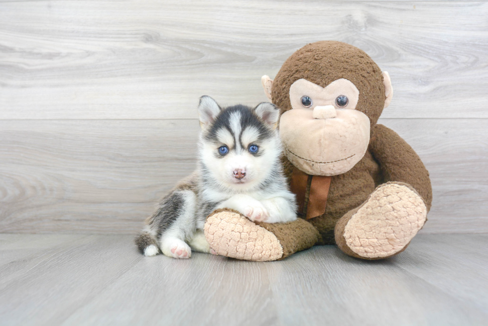 Pomsky Puppy for Adoption