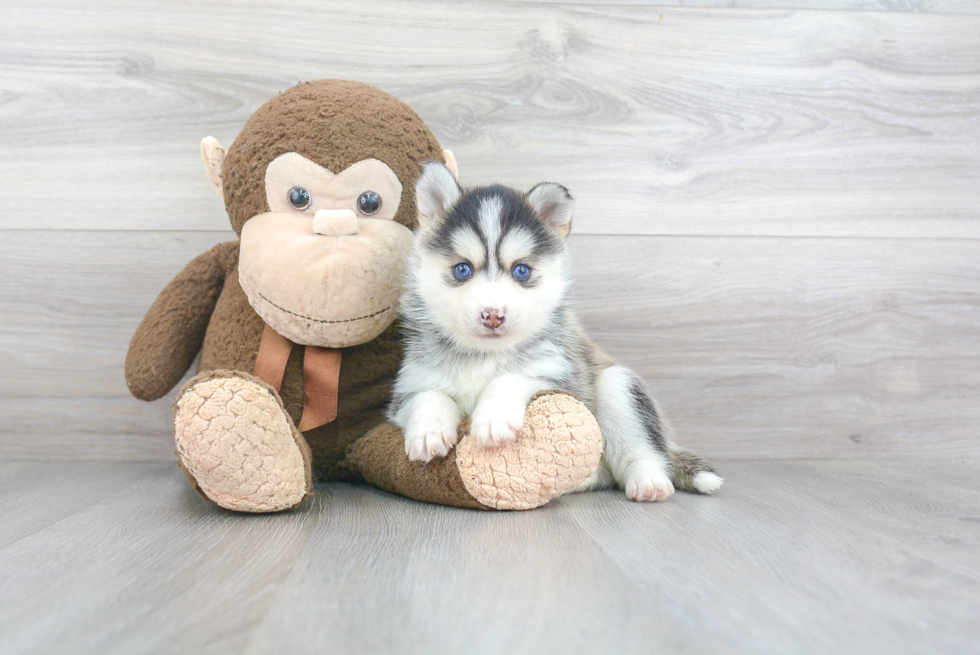 Pomsky Pup Being Cute