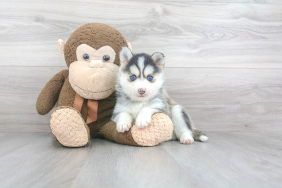 Pomsky Pup Being Cute