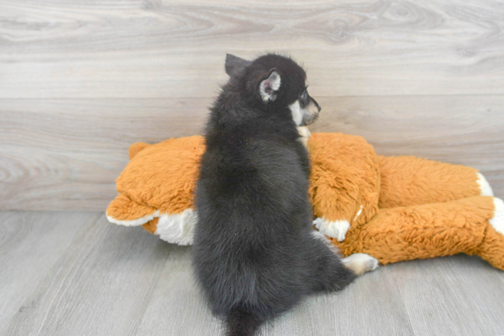 Pomsky Puppy for Adoption