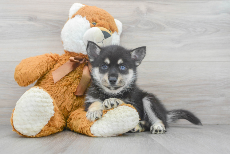 Pomsky Puppy for Adoption