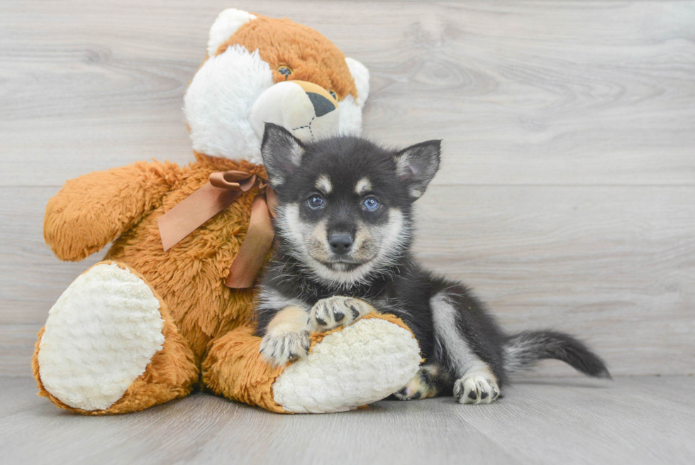 Pomsky Puppy for Adoption