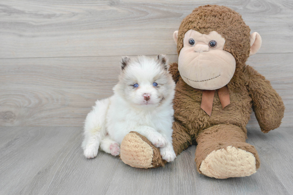 Smart Pomsky Designer Pup