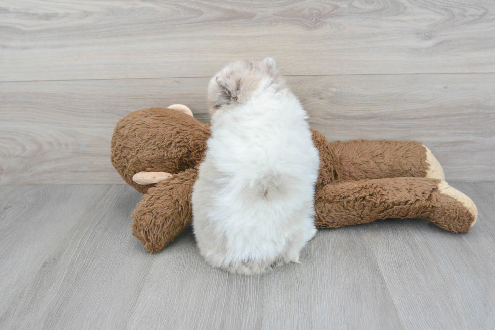 Fluffy Pomsky Designer Pup