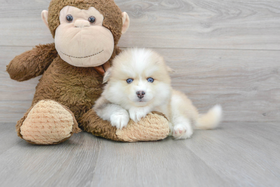 Pomsky Puppy for Adoption