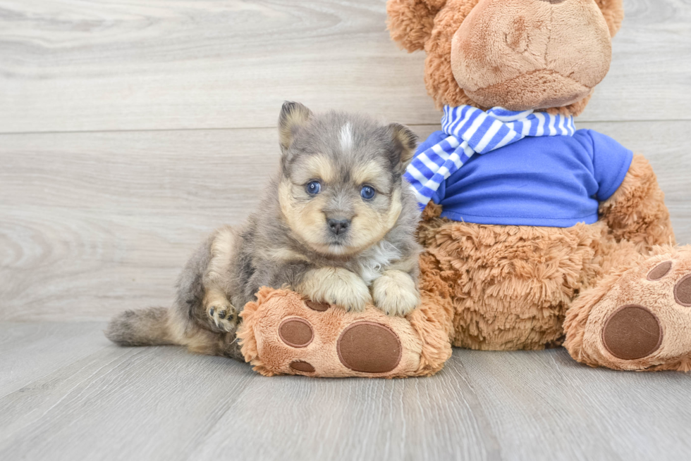 Pomsky Puppy for Adoption