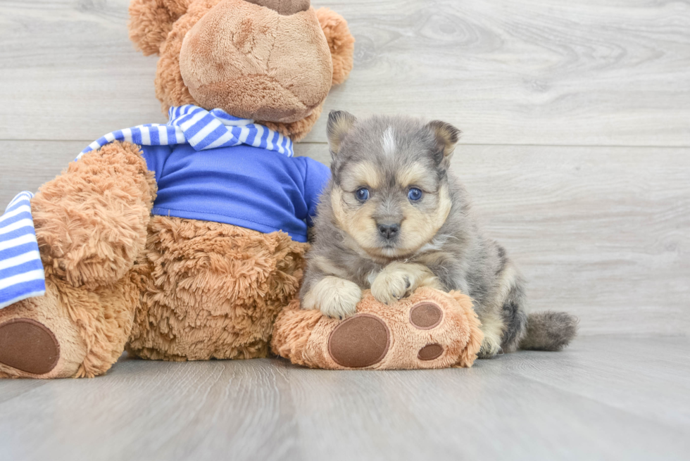 Pomsky Pup Being Cute