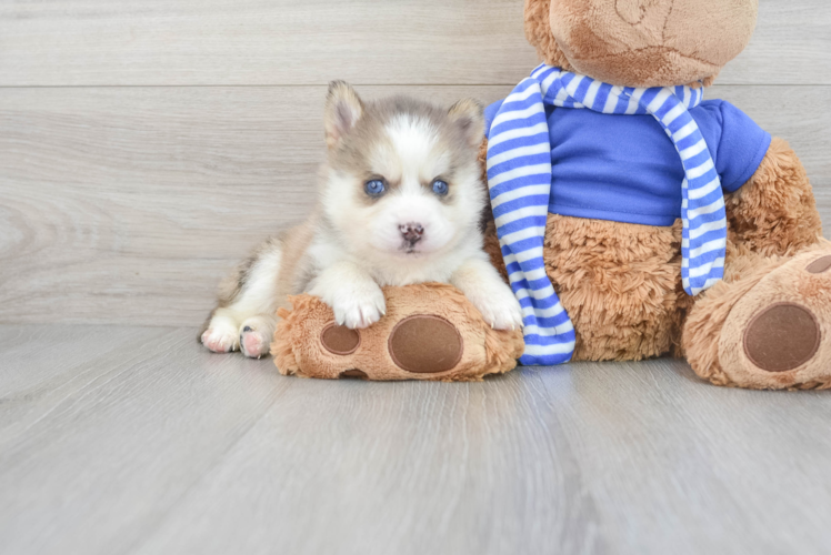 Smart Pomsky Designer Pup