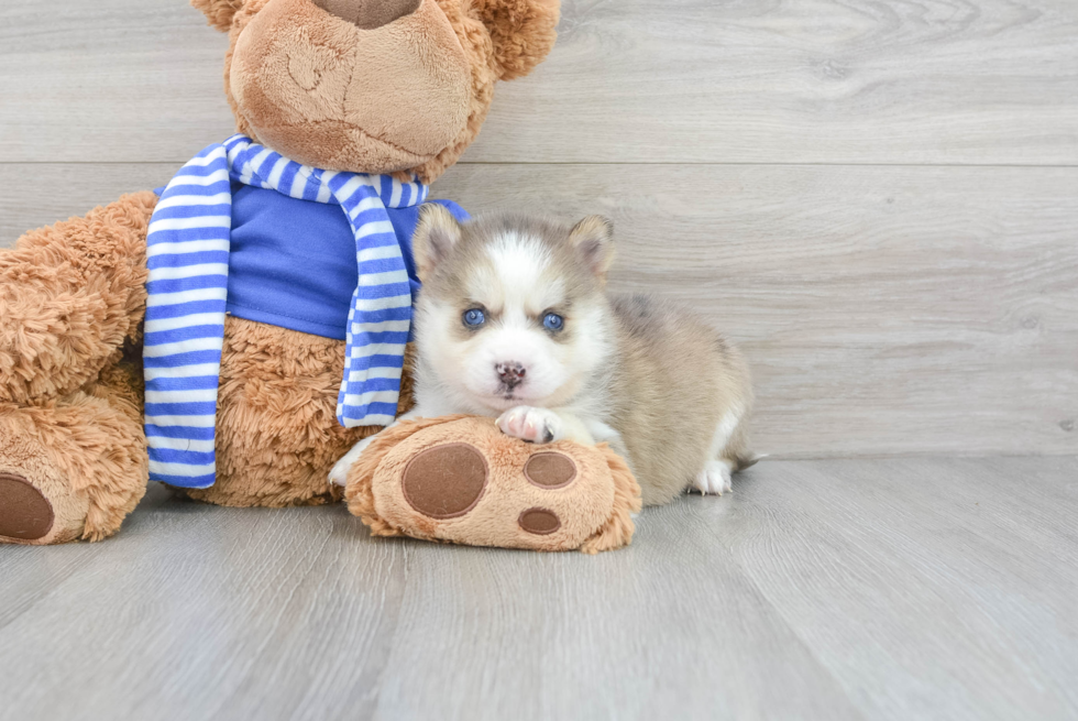 Pomsky Pup Being Cute