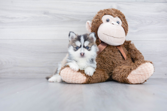 Happy Pomsky Baby